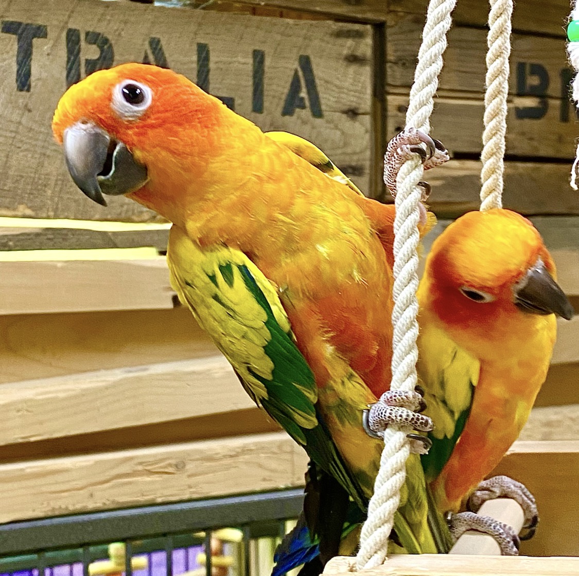 Conure soleil
